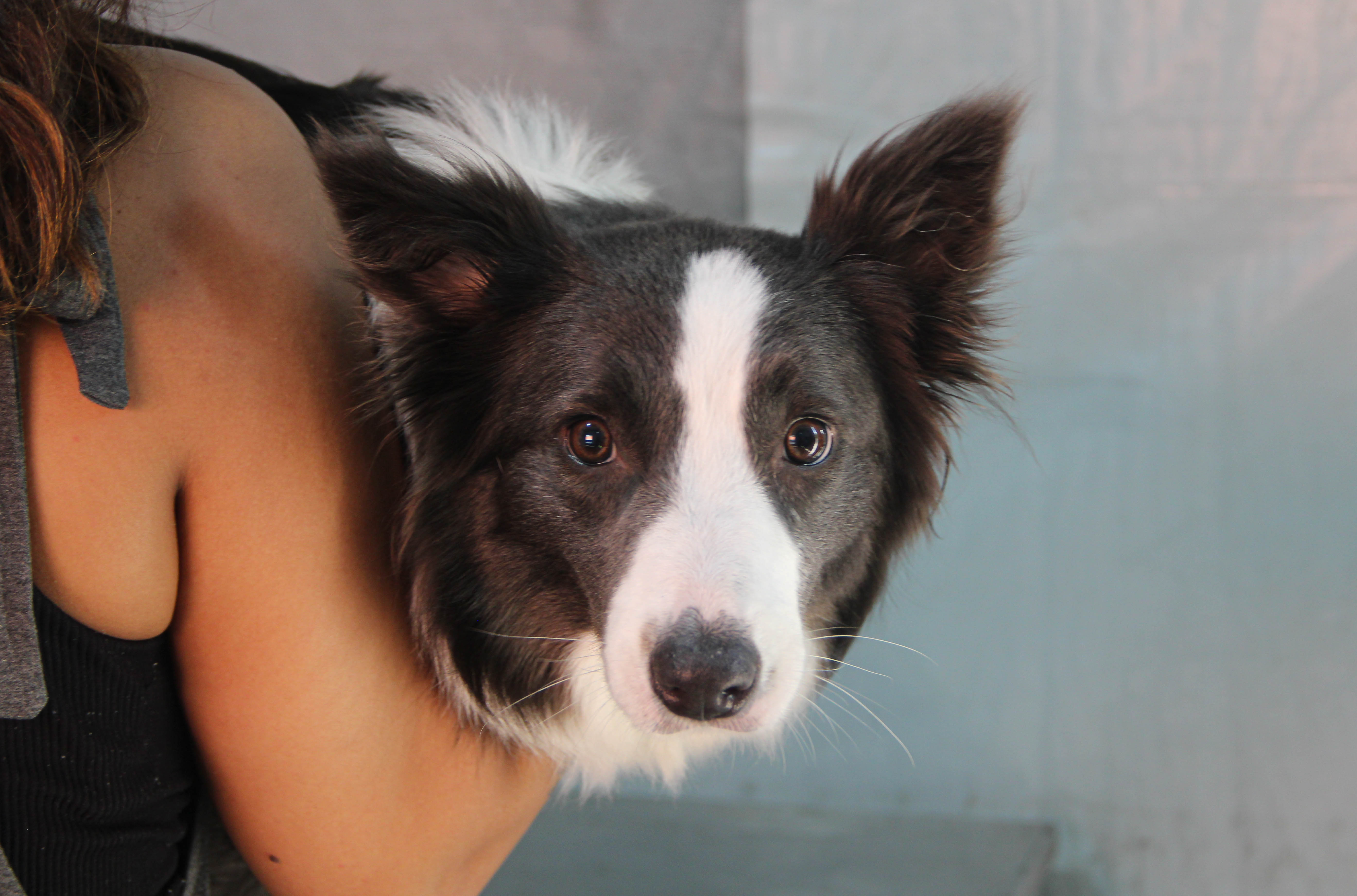 Castração no Seu Bairro chega à Arena Marabá com inscrições abertas