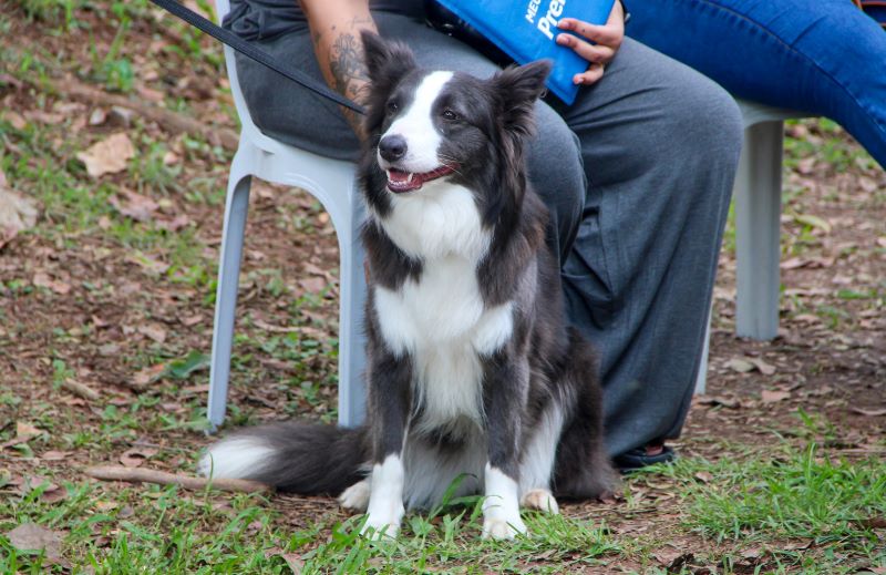 Castração no Seu Bairro já beneficiou mais de 2.600 cães e gatos de Taboão da Serra