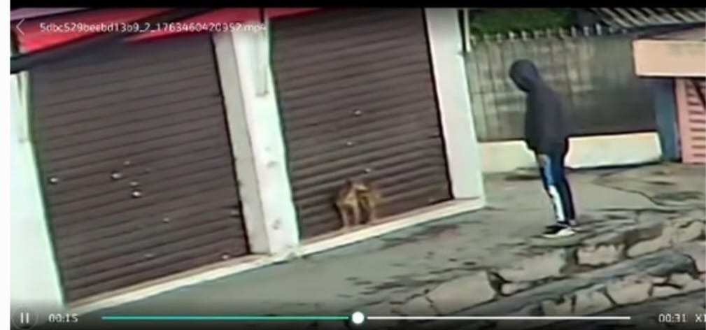 Crueldade contra animais aumenta em Itapecerica da Serra com casos de envenenamento, agressão e abandono