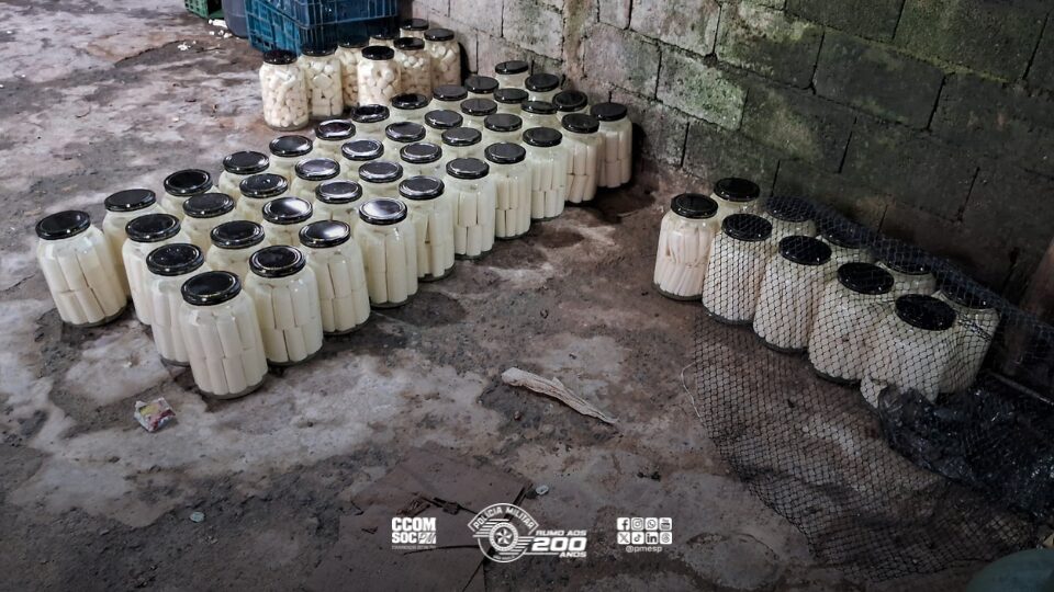 Operação Juçara: ação conjunta desmonta esquema criminoso de exploração ilegal de palmito em Itapecerica da Serra e Juquitiba