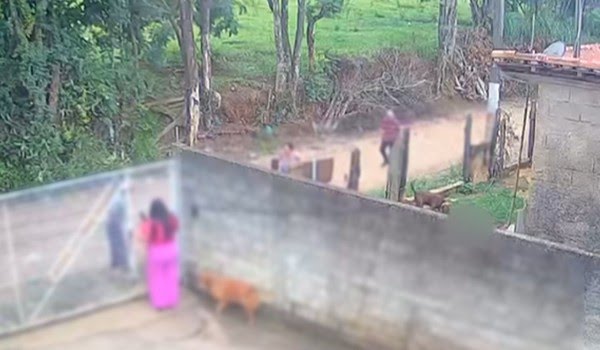 Bebê de 11 meses morre após ataque de pitbull em quintal de casa em Socorro (SP)